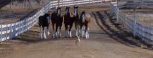 Clydesdales E - Clean Power Marketing Group